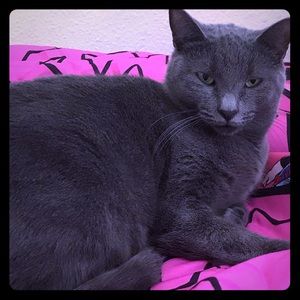 Meet your Posher, Bella